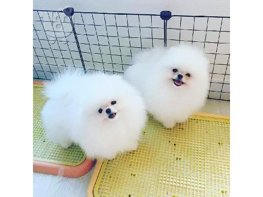 PoulaTo: Πολύτιμα κουτάβια Pomeranian