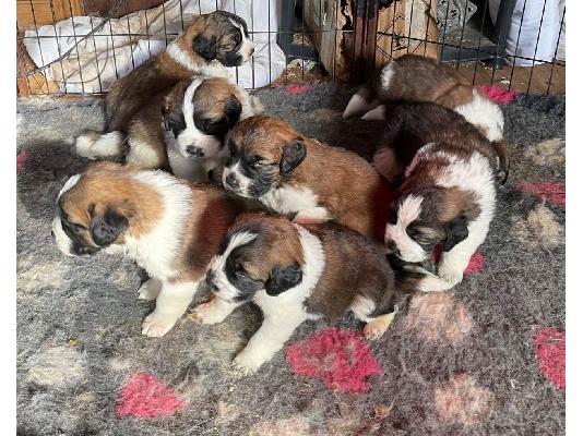 PoulaTo: Κουτάβια Saint Bernard
