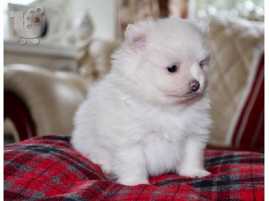 PoulaTo: Λευκά Pomeranian Puppies