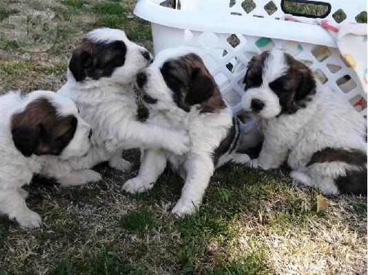 PoulaTo: Κουτάβια Saint Bernard για νέα σπίτια