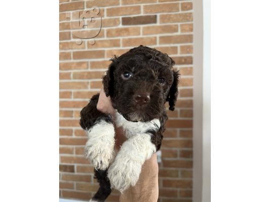 Lagotto Romagnolo κουτάβια