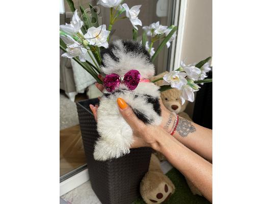 Pomeranian Spitz κουτάβια + ΔΩΡΟ