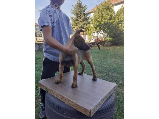 Βελγικός Ποιμενικός Μαλινουά κουτάβια