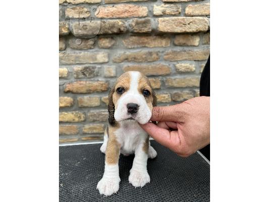 Κορυφαία κουτάβια beagle από τους γονείς της έκθεσης...