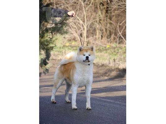 Ιαπωνικά κουτάβια Akita