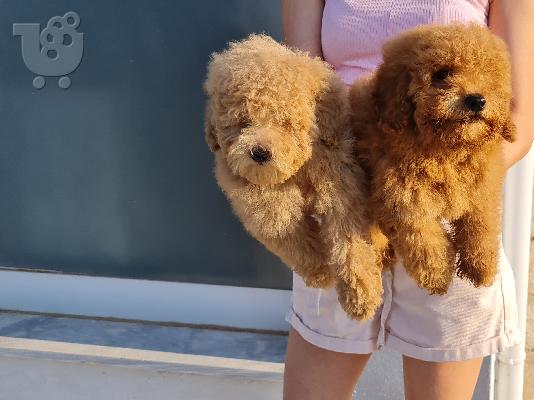 Poodle apricot mini - Κανίς βερυκοκί μίνι