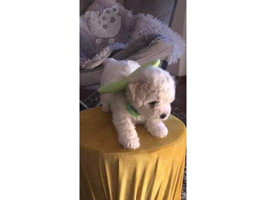 Bichon Frize κουτάβια