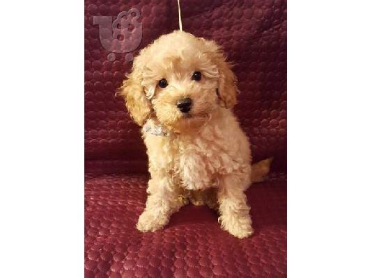 Όμορφα κουτάβια Poodle παιχνιδιών% $ #