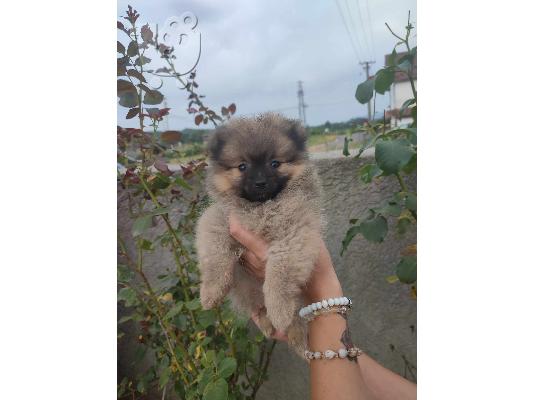 Pomeranian όμορφα κουτάβια