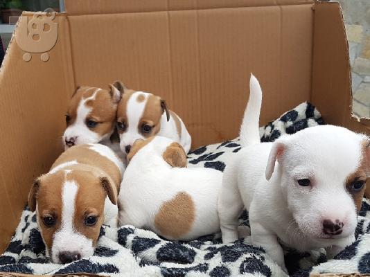 PoulaTo: Jack russell