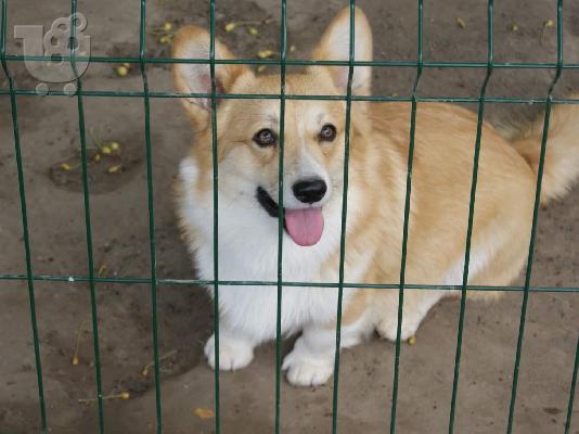 Pembroke Welsh Corgi