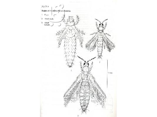 Thrips: Vol. 25 (Naturalists