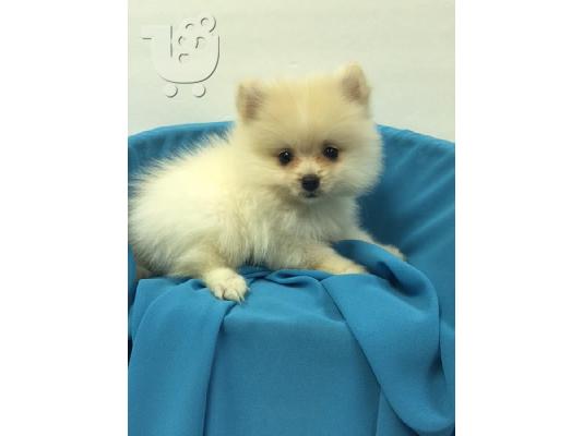 PoulaTo: Λατρευτά γενεαλογικά κουτάβια Pomeranian