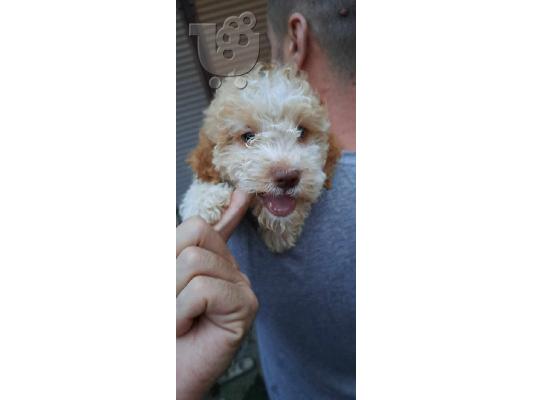 Lagotto Romagnolo κουτάβια