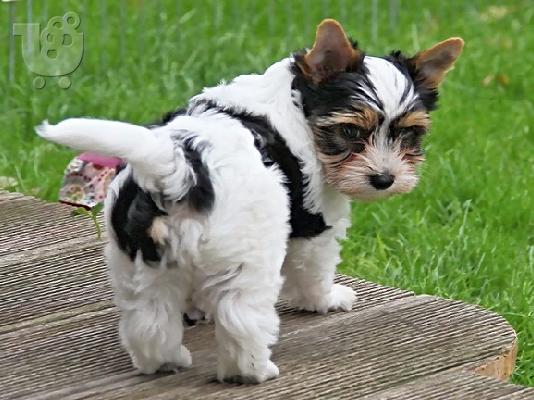 PoulaTo: Μια εκπληκτική, αυτοκρατορική, γυναίκα Shih Tzu!