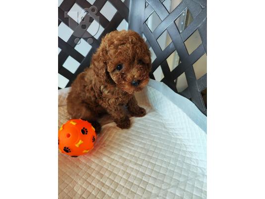 PoulaTo: Poodle apricot toy - Κανίς βερυκοκί τόι