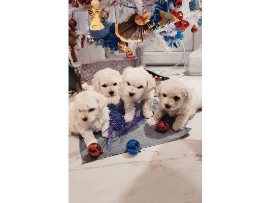 Bichon Frize κουτάβια