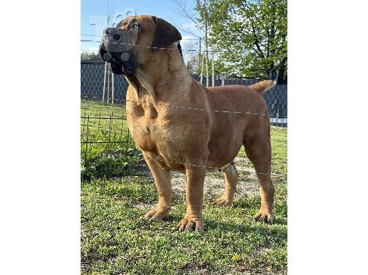 PoulaTo: Νοτιοαφρικανικός Μαστίφ – Κουτάβια Boerboel