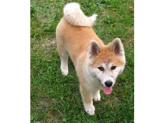 PoulaTo: Akita Inu – ιαπωνικό ακίτα