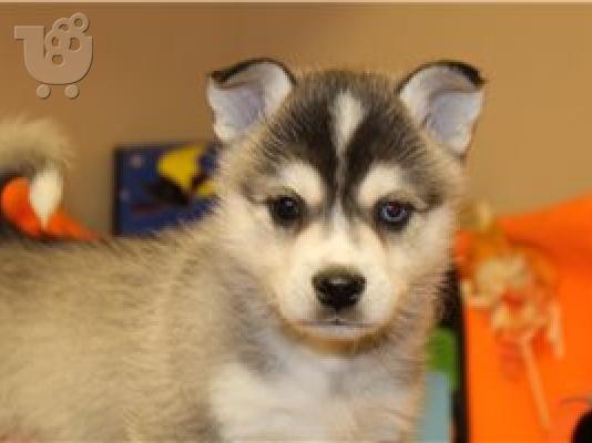 PoulaTo: Alaskan Klee Kai