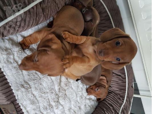 PoulaTo: Excellence Dachshund Puppies Αρσενικό και Θηλυκό
