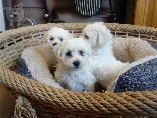 Πλήρης γενεαλογία Bichon Frise κοριτσιών κοριτσιών προς πώληση...