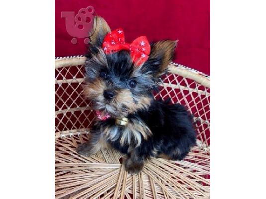 όμορφο κουτάβι yorkie