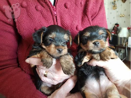 PoulaTo: Yorkie Puppies