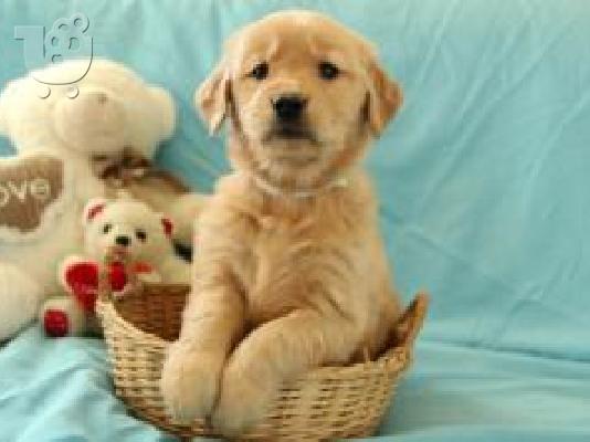 PoulaTo: Ελκυστικά κουτάβια Golden Retriever