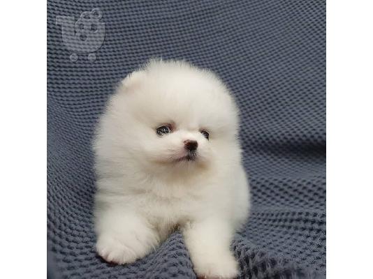 PoulaTo: Γλυκά μικρά λευκά κουτάβια Pomeranian
