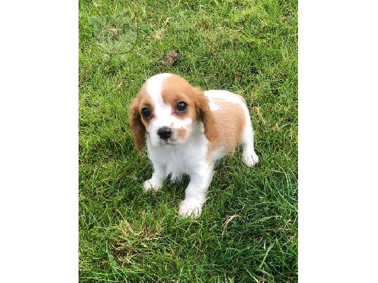 PoulaTo: Κουτάβια Cavalier King Charles