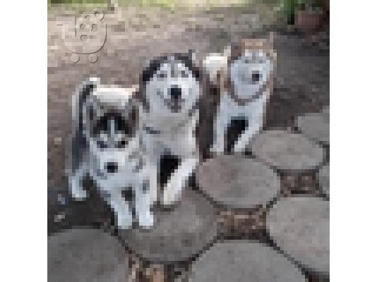 PoulaTo: Εξαιρετικά κουτάβια Husky Siberian