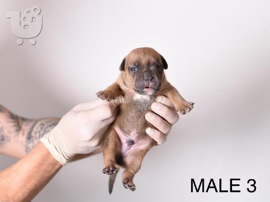 Pocket Micro American Bully κουτάβια