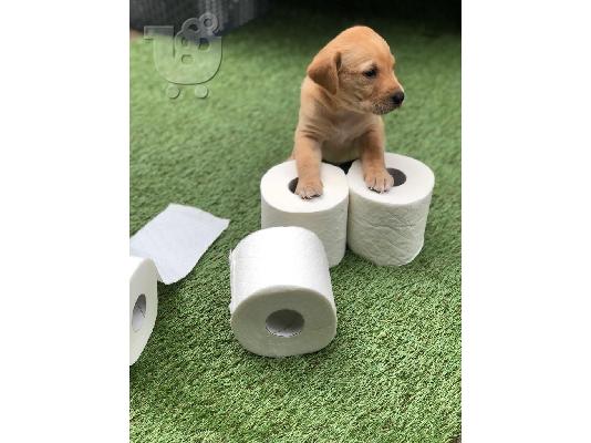PoulaTo: Ανεκτίμητη γενεαλογική γενεαλογία Puppy έτοιμη για υιοθεσία!