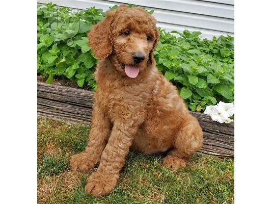 Labradoodle