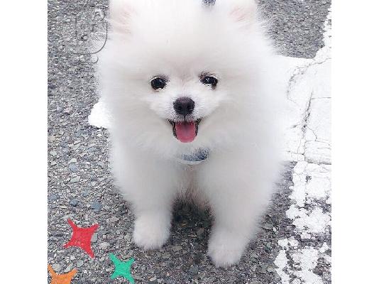 PoulaTo: Δύο φοβερά κουτάβια Pomeranian