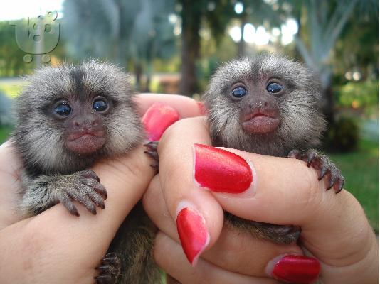 PoulaTo: Pygmy Marmoset Monkey Διαθέσιμο