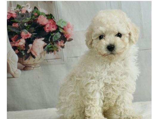 PoulaTo: Teacup Poodle κουτάβια