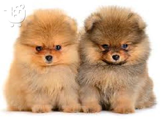 Pomeranian κουτάβια διαθέσιμα