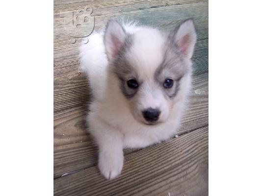 PoulaTo: Spitz Puppies