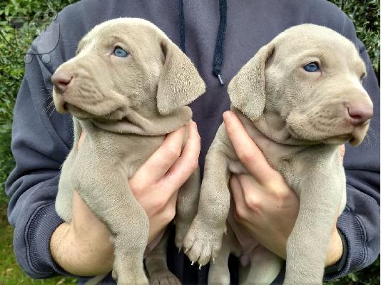 Κουτάβια Weimaraner έτοιμα