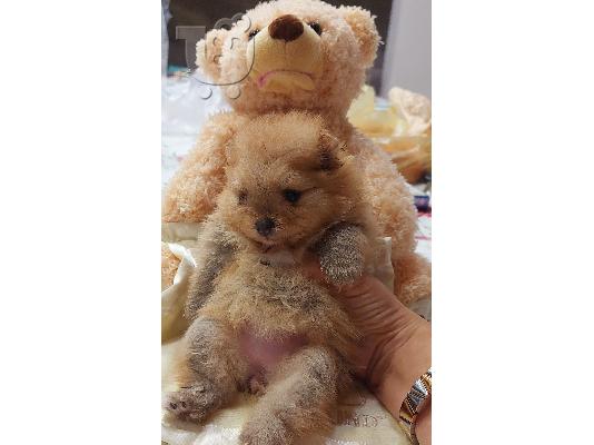 Αρκουδάκια Pomeranian Κορυφαία ποιότητα
