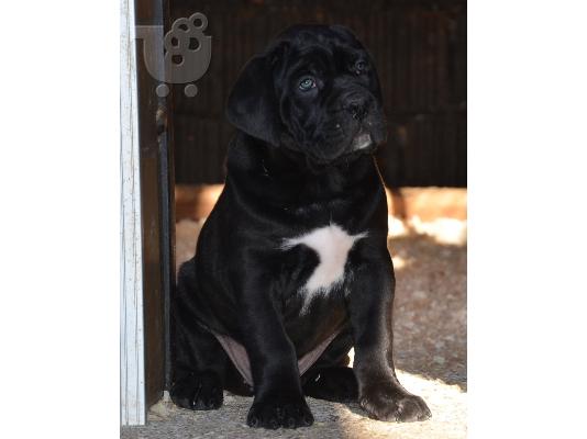 Cane Corso κουτάβια