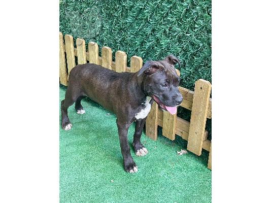 Αμερικανικό Stafford Terrier