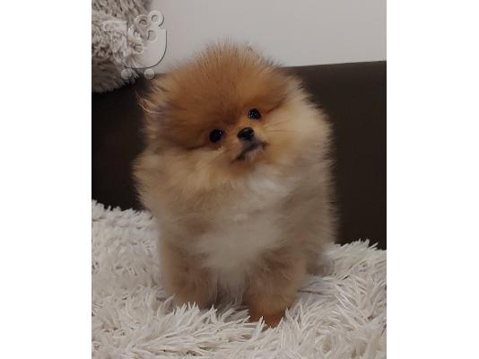 Pomeranians Boo κουτάβια