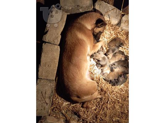 Κουτάβια Βελγικού Ποιμενικού Malinois
