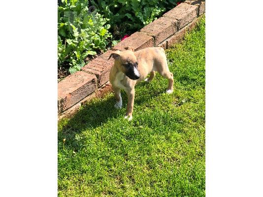 Φανταστικά κουτάβια Whippet ραδιόφωνα