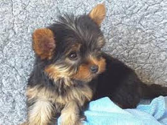 PoulaTo: Αρσενικά και θηλυκά κουτάβια Yorkie