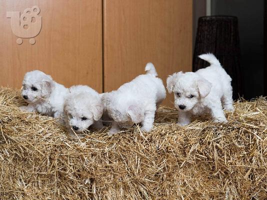 PoulaTo: Bichon Frize κουτάβια