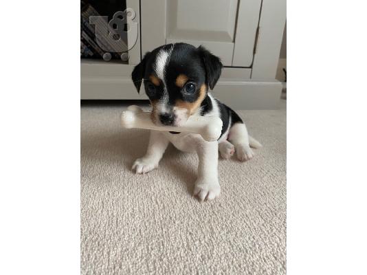 PoulaTo: Εκπληκτικά κουτάβια Jack Russell